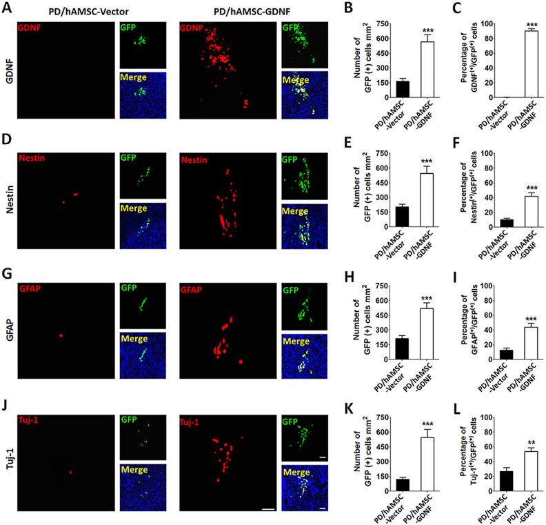 https://cdn.ncbi.nlm.nih.gov/pmc/blobs/67c6/7444207/171ae842c48b/10.1177_0963689720908512-fig6.jpg