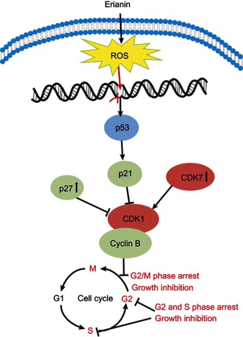https://cdn.ncbi.nlm.nih.gov/pmc/blobs/67c7/6628150/b75d6f46c544/OTT-12-5457-g0003.jpg