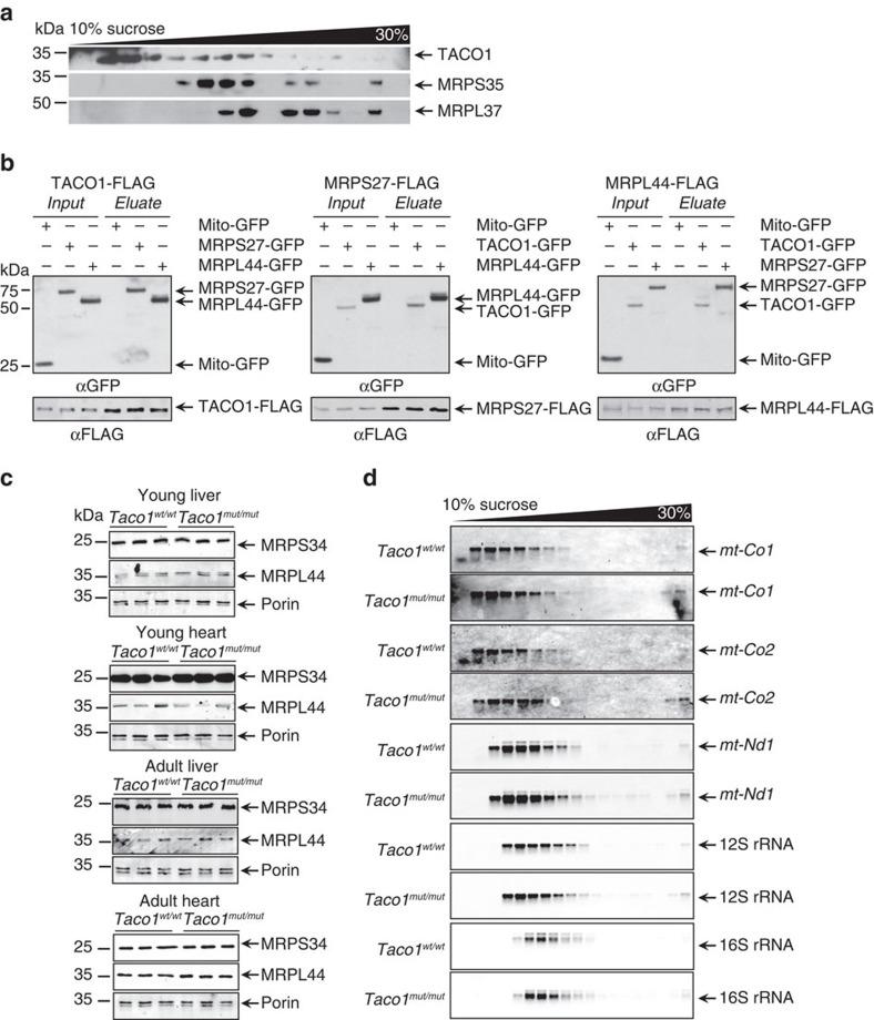 https://cdn.ncbi.nlm.nih.gov/pmc/blobs/67cc/4915168/862d61902501/ncomms11884-f4.jpg