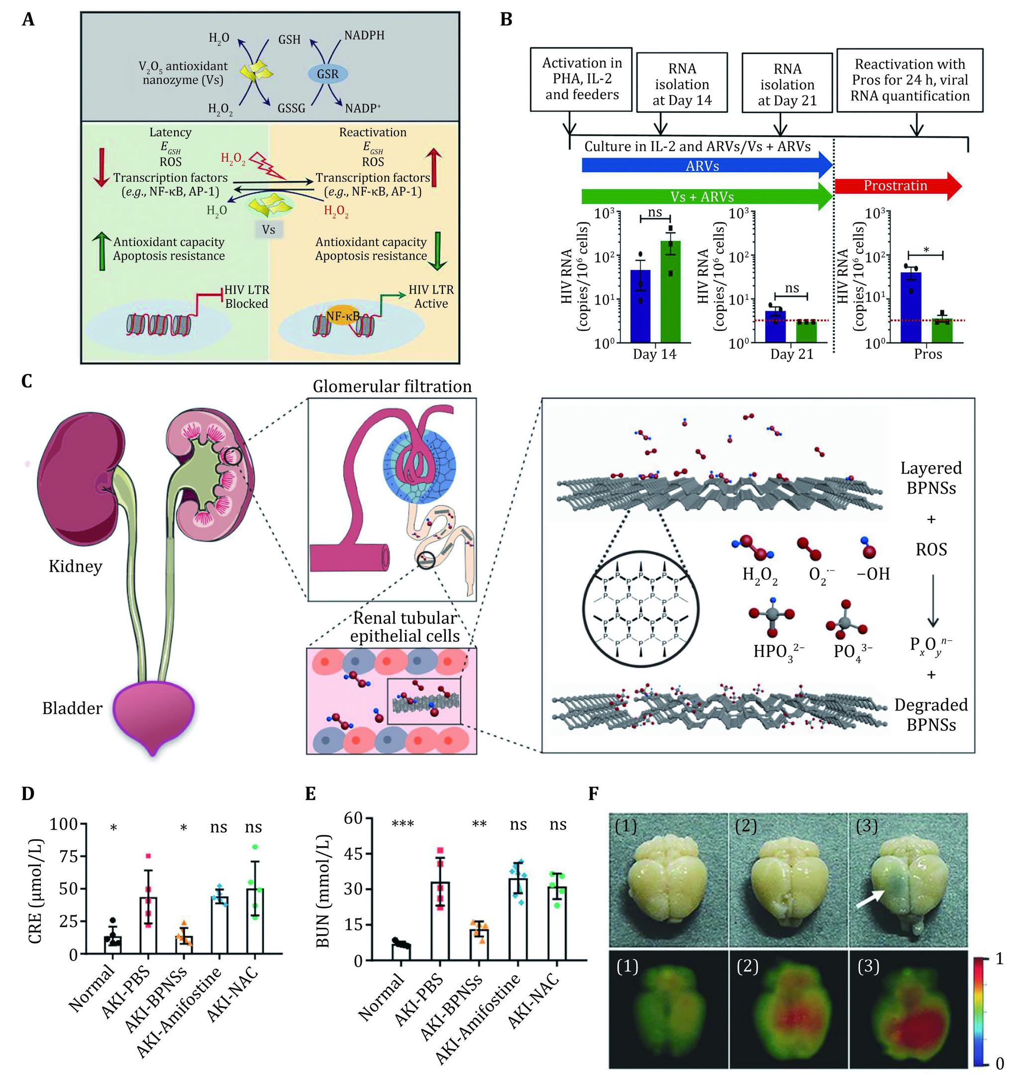 https://cdn.ncbi.nlm.nih.gov/pmc/blobs/67ce/10244796/23fe3d488639/br-7-3-159-3.jpg