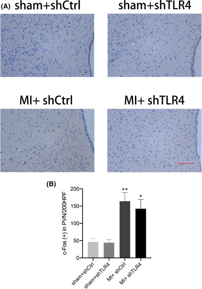 https://cdn.ncbi.nlm.nih.gov/pmc/blobs/67cf/9097841/ee227c3b8642/JCMM-26-2959-g007.jpg