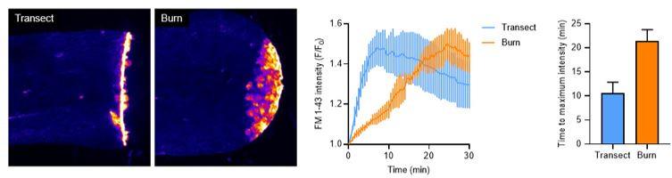 https://cdn.ncbi.nlm.nih.gov/pmc/blobs/67d0/11361710/939b4b3f169a/elife-94995-sa3-fig1.jpg