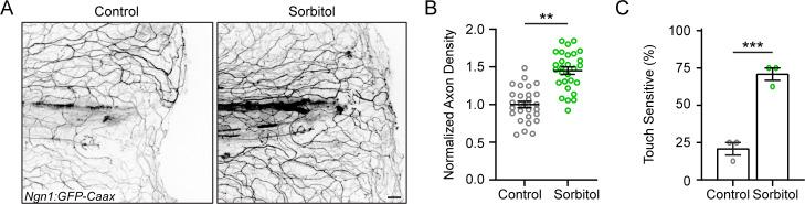 https://cdn.ncbi.nlm.nih.gov/pmc/blobs/67d0/11361710/b49708525d5d/elife-94995-fig6-figsupp1.jpg