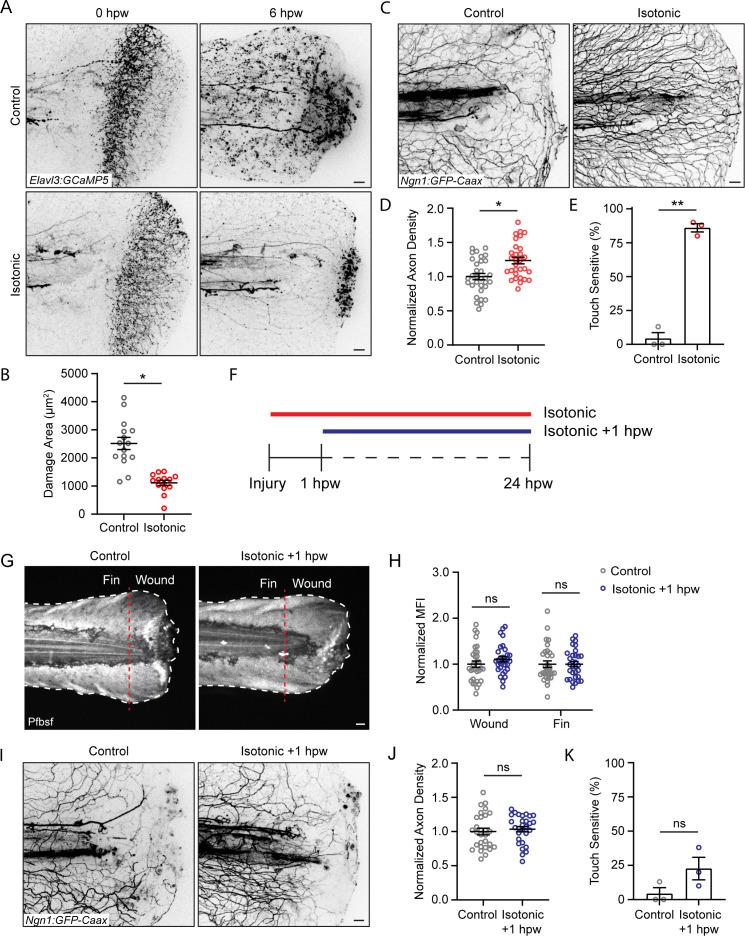 https://cdn.ncbi.nlm.nih.gov/pmc/blobs/67d0/11361710/ca68b52aced8/elife-94995-fig6.jpg
