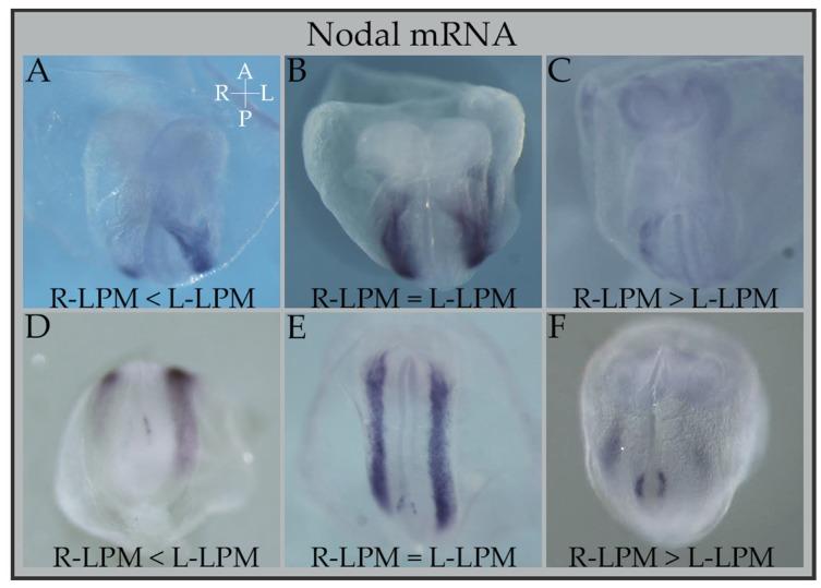 https://cdn.ncbi.nlm.nih.gov/pmc/blobs/67d2/5753124/c064e8ea147e/jcdd-04-00023-g002.jpg