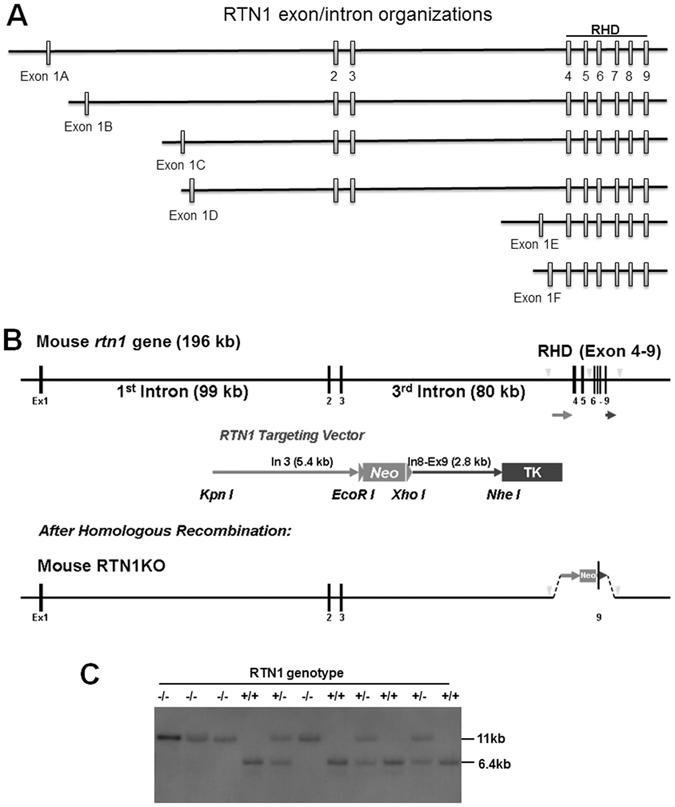 https://cdn.ncbi.nlm.nih.gov/pmc/blobs/67d6/5522448/236f155224e2/41598_2017_5504_Fig1_HTML.jpg