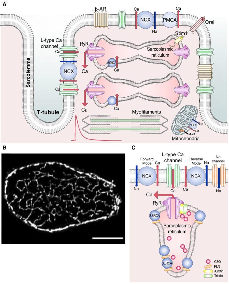 https://cdn.ncbi.nlm.nih.gov/pmc/blobs/67d9/5497788/1620b52d8703/res-121-181-g001.jpg