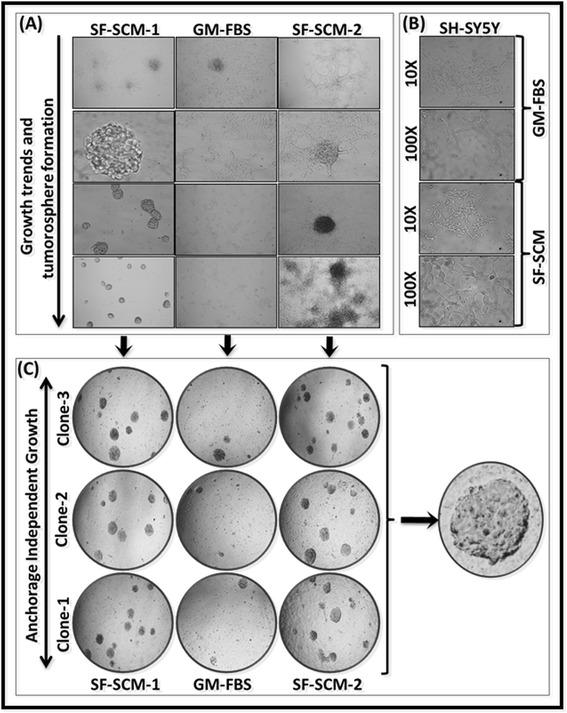 https://cdn.ncbi.nlm.nih.gov/pmc/blobs/67da/4396071/6c39271d1d48/13287_2015_2_Fig4_HTML.jpg