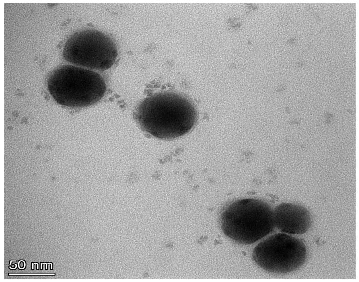 https://cdn.ncbi.nlm.nih.gov/pmc/blobs/67db/10674535/0ce3a8eb8e47/pharmaceutics-15-02531-g005.jpg