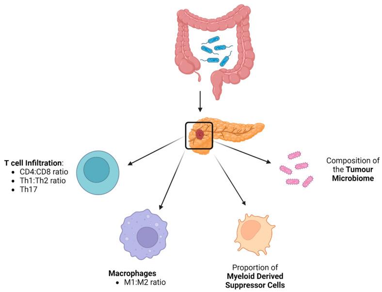 https://cdn.ncbi.nlm.nih.gov/pmc/blobs/67dc/10930865/6df5b50a6764/cancers-16-00996-g001.jpg