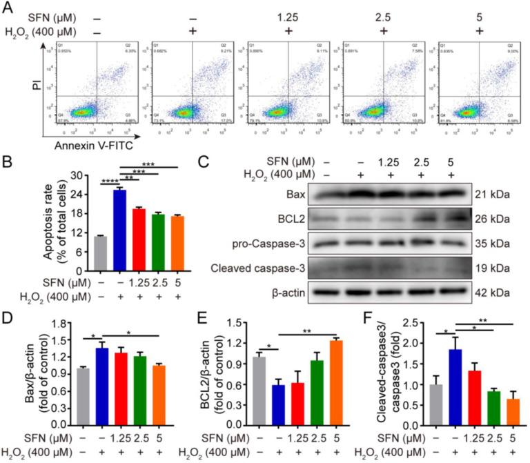 https://cdn.ncbi.nlm.nih.gov/pmc/blobs/67dd/9867344/b5c37b5d6463/ijms-24-01070-g002.jpg