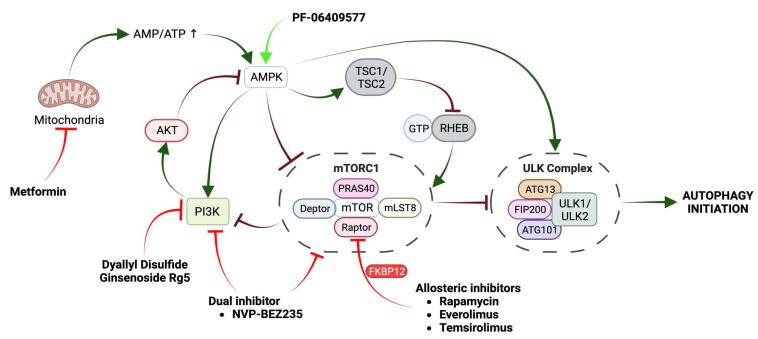 https://cdn.ncbi.nlm.nih.gov/pmc/blobs/67de/10531374/34ea0ffc26d9/ijms-24-13827-g006.jpg