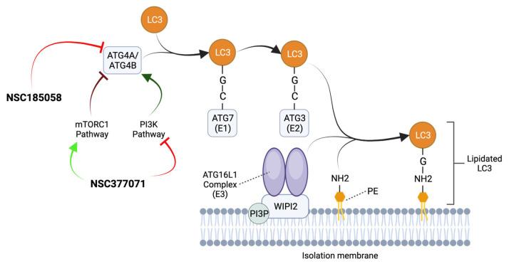 https://cdn.ncbi.nlm.nih.gov/pmc/blobs/67de/10531374/7797280e1b1e/ijms-24-13827-g004.jpg