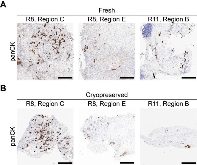 https://cdn.ncbi.nlm.nih.gov/pmc/blobs/67e1/12188182/739c6a84589c/f1000research-14-179975-g0007.jpg