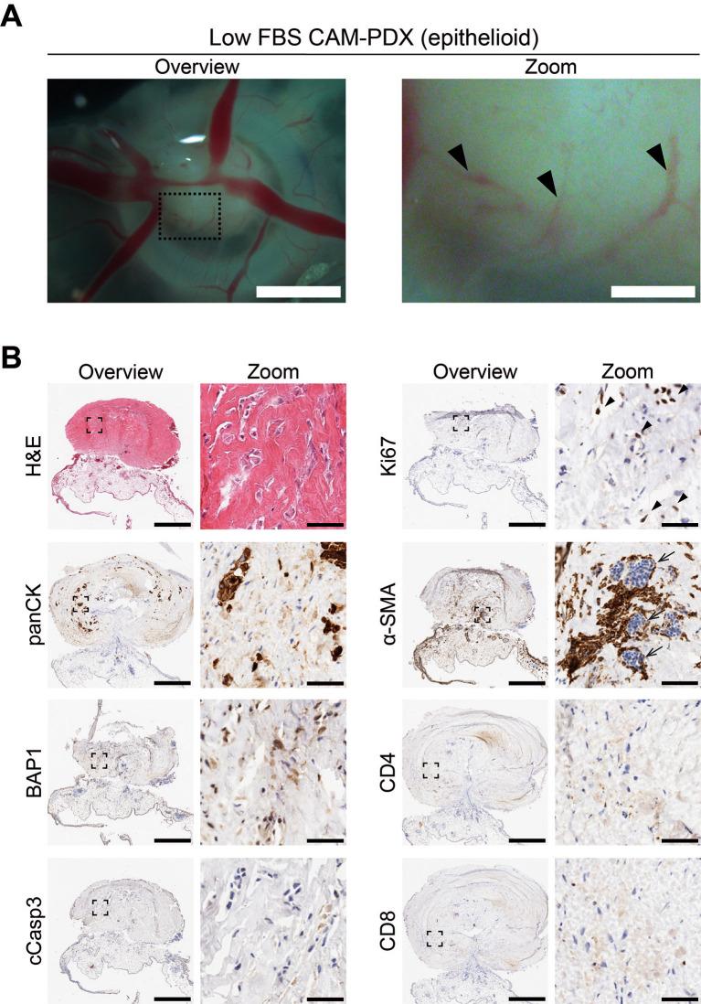 https://cdn.ncbi.nlm.nih.gov/pmc/blobs/67e1/12188182/be14cf4694ee/f1000research-14-179975-g0010.jpg