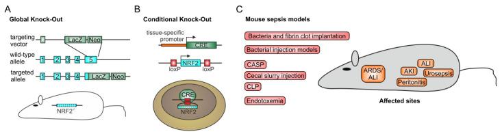 https://cdn.ncbi.nlm.nih.gov/pmc/blobs/67e2/7766194/590488231fbc/biomolecules-10-01688-g003.jpg