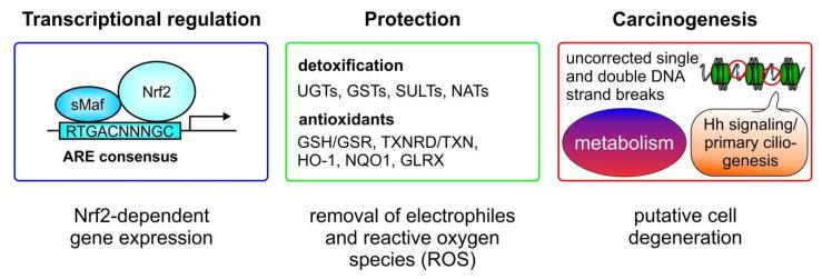 https://cdn.ncbi.nlm.nih.gov/pmc/blobs/67e2/7766194/6e4d0a6e5fef/biomolecules-10-01688-g002.jpg