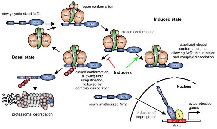 https://cdn.ncbi.nlm.nih.gov/pmc/blobs/67e2/7766194/7bfbb601a310/biomolecules-10-01688-g001.jpg