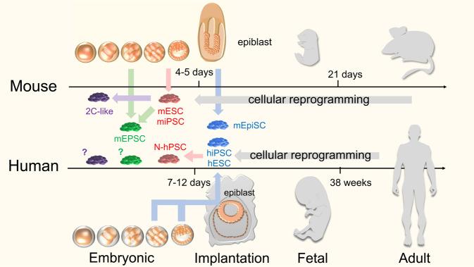 https://cdn.ncbi.nlm.nih.gov/pmc/blobs/67e8/8128894/ee08c224dbe7/41536_2021_135_Fig1_HTML.jpg