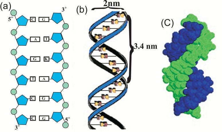 https://cdn.ncbi.nlm.nih.gov/pmc/blobs/67e9/4133961/25f95fbb91ac/CPSR-10-91_F1.jpg