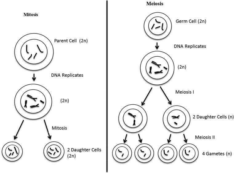 https://cdn.ncbi.nlm.nih.gov/pmc/blobs/67e9/4133961/6766c1865a9d/CPSR-10-91_F4.jpg