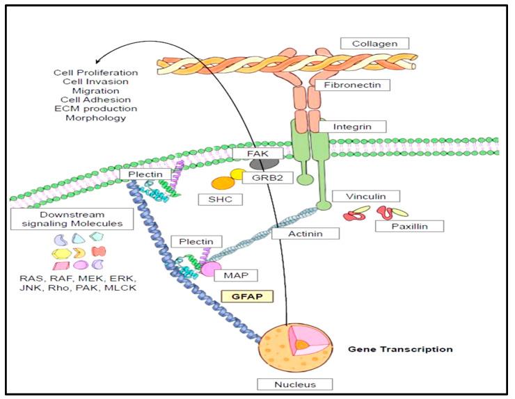 https://cdn.ncbi.nlm.nih.gov/pmc/blobs/67ea/12472827/7c0ab08e9104/neurolint-17-00134-g005.jpg