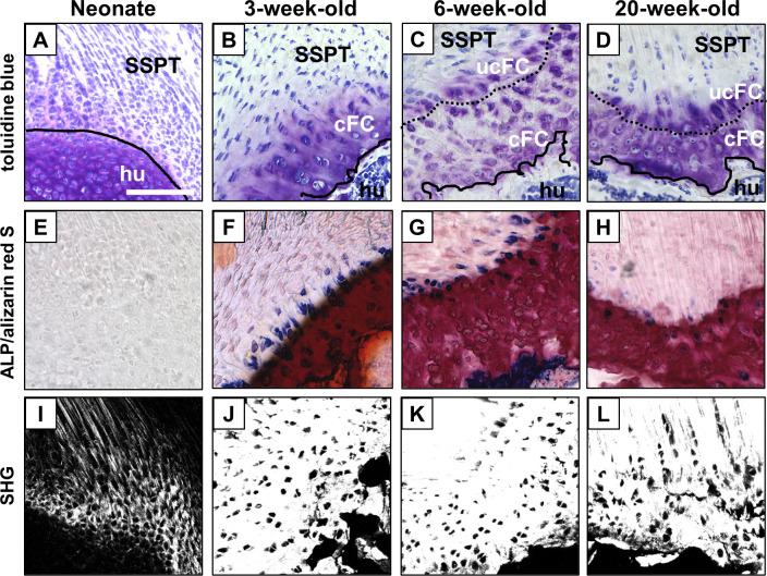 https://cdn.ncbi.nlm.nih.gov/pmc/blobs/67ed/7707462/a68604c55876/pone.0242286.g002.jpg