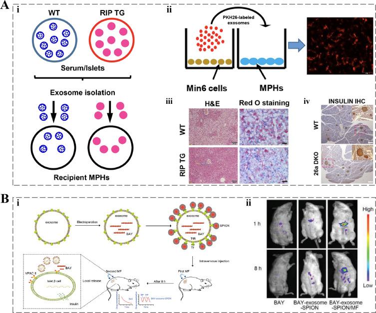 https://cdn.ncbi.nlm.nih.gov/pmc/blobs/67ef/11928757/87b92c8496d9/IJN-20-3303-g0007.jpg