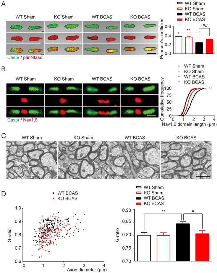 https://cdn.ncbi.nlm.nih.gov/pmc/blobs/67f1/6276098/c627d691f5e1/thnov08p5434g002.jpg