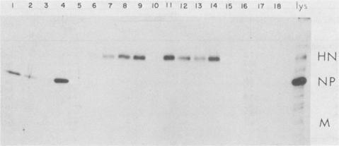 https://cdn.ncbi.nlm.nih.gov/pmc/blobs/67f2/255369/9350eaf10adc/jvirol00140-0115-a.jpg