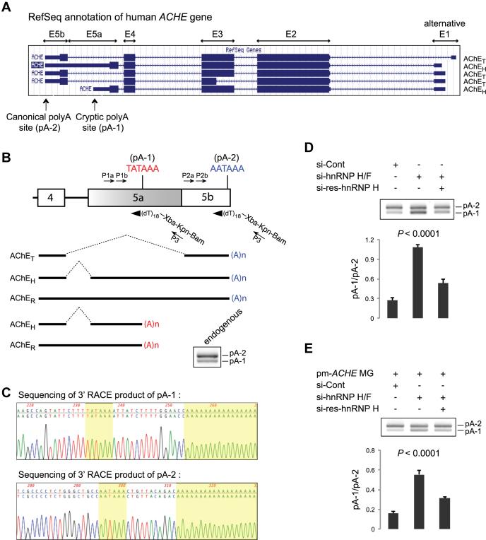 https://cdn.ncbi.nlm.nih.gov/pmc/blobs/67f4/5388418/6adebb522dff/gkw823fig4.jpg