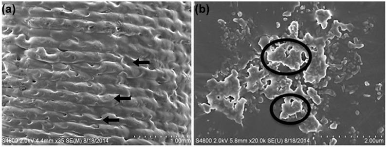 https://cdn.ncbi.nlm.nih.gov/pmc/blobs/67f8/10647997/ec0389f07904/polymers-15-04306-g004.jpg