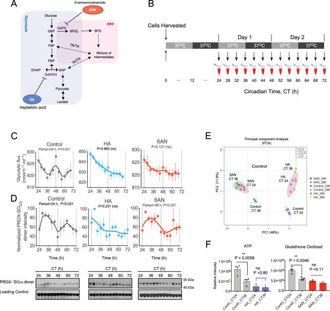 https://cdn.ncbi.nlm.nih.gov/pmc/blobs/67fb/7810875/ecd34c8434a6/41467_2020_20479_Fig5_HTML.jpg