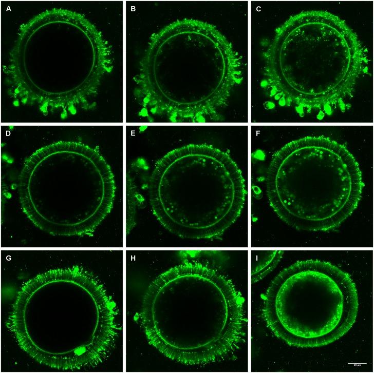 https://cdn.ncbi.nlm.nih.gov/pmc/blobs/67fc/5598999/9005feef9524/pone.0184714.g003.jpg