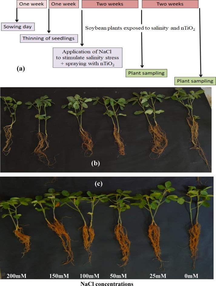 https://cdn.ncbi.nlm.nih.gov/pmc/blobs/67ff/12000301/6dc03df79cdf/41598_2025_94421_Fig2_HTML.jpg