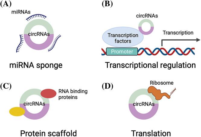 https://cdn.ncbi.nlm.nih.gov/pmc/blobs/6802/10765117/cc95918de1b2/OncolRes-32-46582-f001.jpg