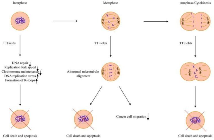 https://cdn.ncbi.nlm.nih.gov/pmc/blobs/6803/11987984/cf0d21fec230/cancers-17-01211-g001.jpg