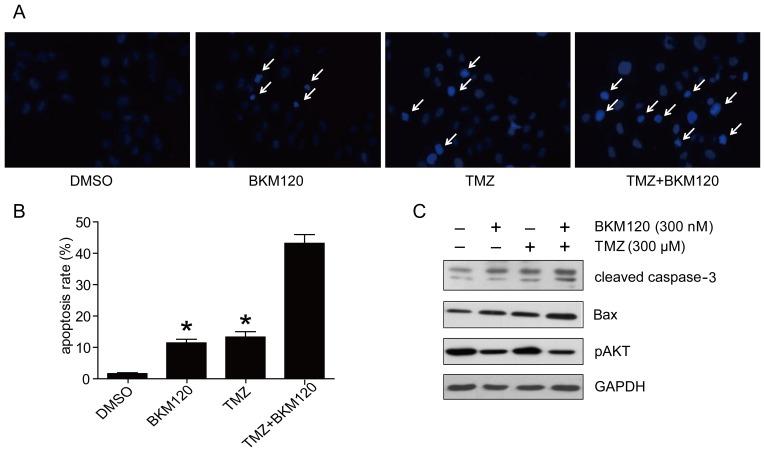 https://cdn.ncbi.nlm.nih.gov/pmc/blobs/6806/5680702/a5bf077c056d/ol-14-06-6597-g02.jpg