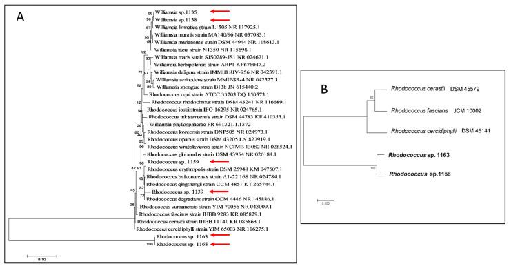 https://cdn.ncbi.nlm.nih.gov/pmc/blobs/680e/8227252/a76c3a79b749/microorganisms-09-01253-g003.jpg