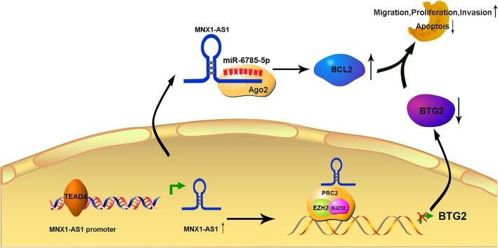 https://cdn.ncbi.nlm.nih.gov/pmc/blobs/6814/6953272/74ae49760a91/12943_2019_1104_Fig10_HTML.jpg