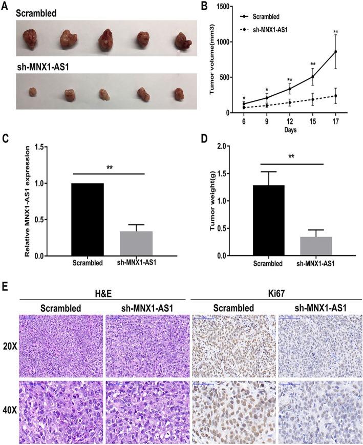 https://cdn.ncbi.nlm.nih.gov/pmc/blobs/6814/6953272/a8d5d7d201f1/12943_2019_1104_Fig5_HTML.jpg