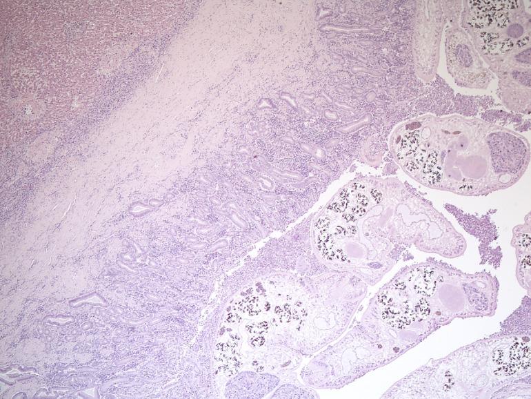 https://cdn.ncbi.nlm.nih.gov/pmc/blobs/6819/5068771/a7e32247c5b0/pone.0164782.g005.jpg