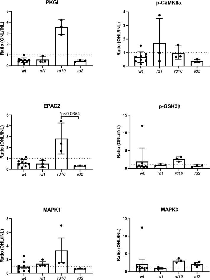 https://cdn.ncbi.nlm.nih.gov/pmc/blobs/681a/8359485/6c5dc5c4d9b9/JNC-157-2173-g005.jpg