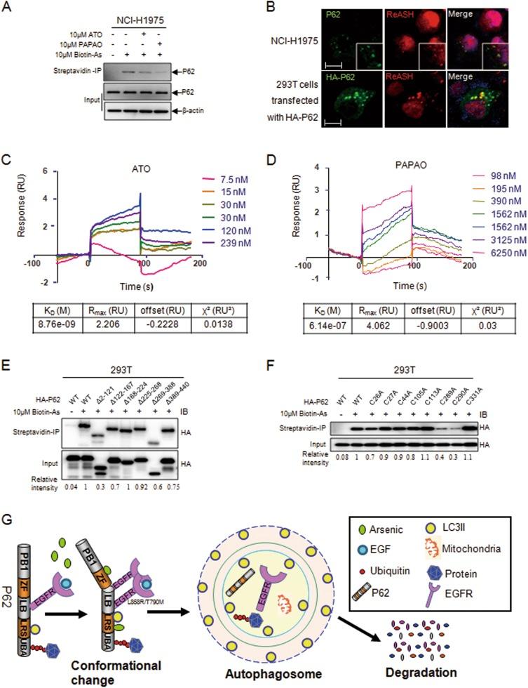 https://cdn.ncbi.nlm.nih.gov/pmc/blobs/681b/6147786/2a4b849e9e34/41419_2018_998_Fig4_HTML.jpg