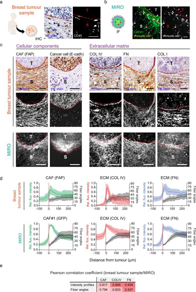 https://cdn.ncbi.nlm.nih.gov/pmc/blobs/681e/11790944/ed3f1a5873fc/41467_2025_56275_Fig2_HTML.jpg