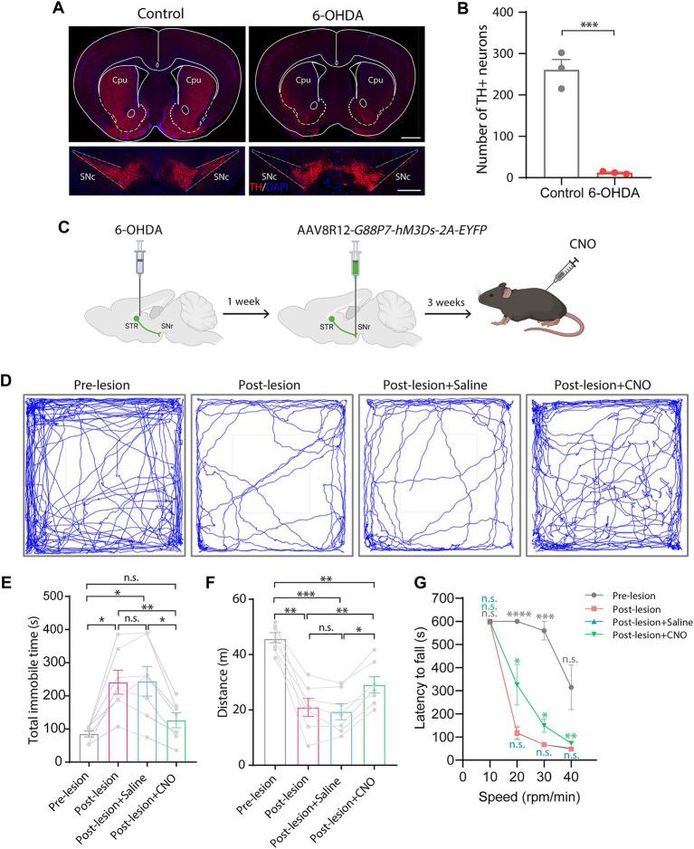 https://cdn.ncbi.nlm.nih.gov/pmc/blobs/6823/12015759/633ddb454925/fncel-19-1577117-g004.jpg