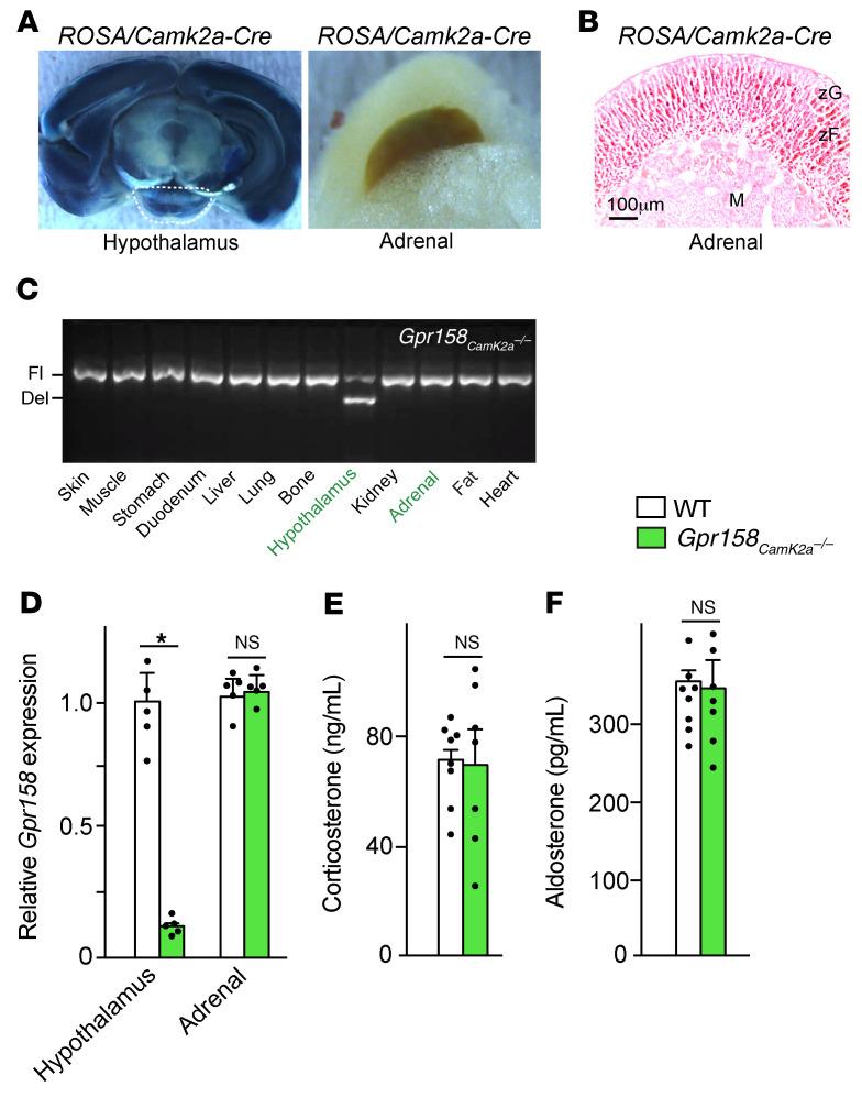 https://cdn.ncbi.nlm.nih.gov/pmc/blobs/6826/8843753/046a3b1305f6/jci-132-153752-g039.jpg