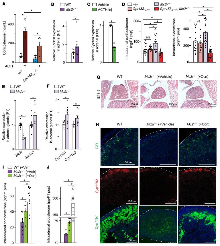 https://cdn.ncbi.nlm.nih.gov/pmc/blobs/6826/8843753/f11421ac5da5/jci-132-153752-g044.jpg