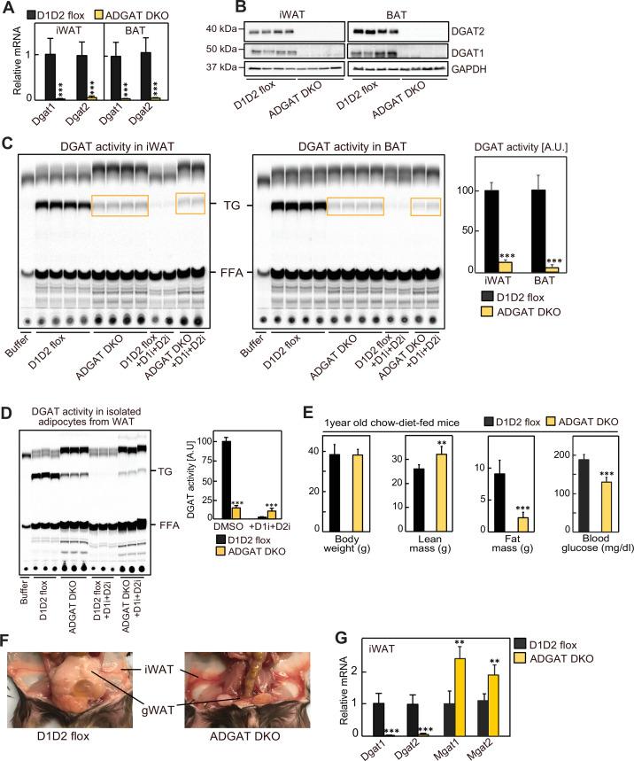 https://cdn.ncbi.nlm.nih.gov/pmc/blobs/6827/10545428/8c1ff8ae19ca/elife-88049-fig1-figsupp1.jpg