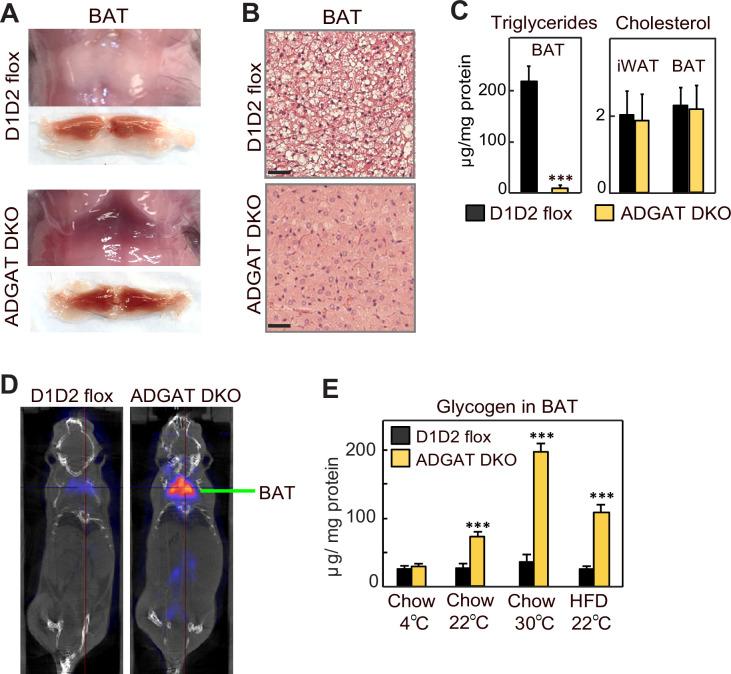 https://cdn.ncbi.nlm.nih.gov/pmc/blobs/6827/10545428/a8a728f7c453/elife-88049-fig1-figsupp2.jpg